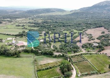 Azienda agricola LU CANNISCIONI CALANGIANUS, Calangianus - foto 23