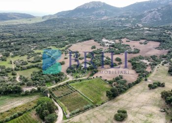 Azienda agricola LU CANNISCIONI CALANGIANUS, Calangianus - foto 24