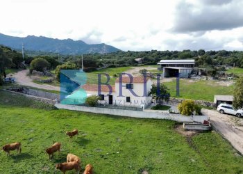 Azienda agricola LU CANNISCIONI CALANGIANUS, Calangianus - foto 26