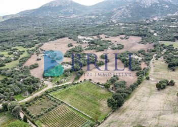 Azienda agricola LU CANNISCIONI CALANGIANUS, Calangianus - foto 27