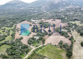 Azienda agricola LU CANNISCIONI CALANGIANUS, Calangianus - foto 29