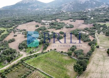 Azienda agricola LU CANNISCIONI CALANGIANUS, Calangianus - foto 30