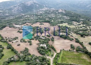 Azienda agricola LU CANNISCIONI CALANGIANUS, Calangianus - foto 33