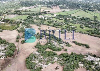 Azienda agricola LU CANNISCIONI CALANGIANUS, Calangianus - foto 34