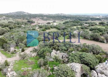 Azienda agricola LU CANNISCIONI CALANGIANUS, Calangianus - foto 38