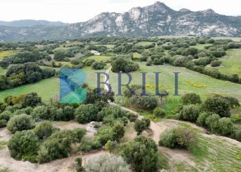 Terreno agricolo SS127, Telti - foto 2