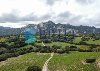 Terreno agricolo SS127, Telti - foto 7