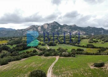 Terreno agricolo SS127, Telti - foto 8