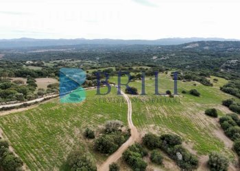 Terreno agricolo SS127, Telti - foto 10