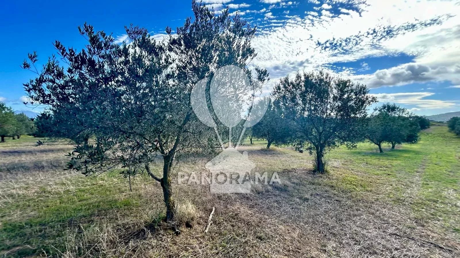 Terreno agricolo Contrada Manostalla, Balestrate - foto 1