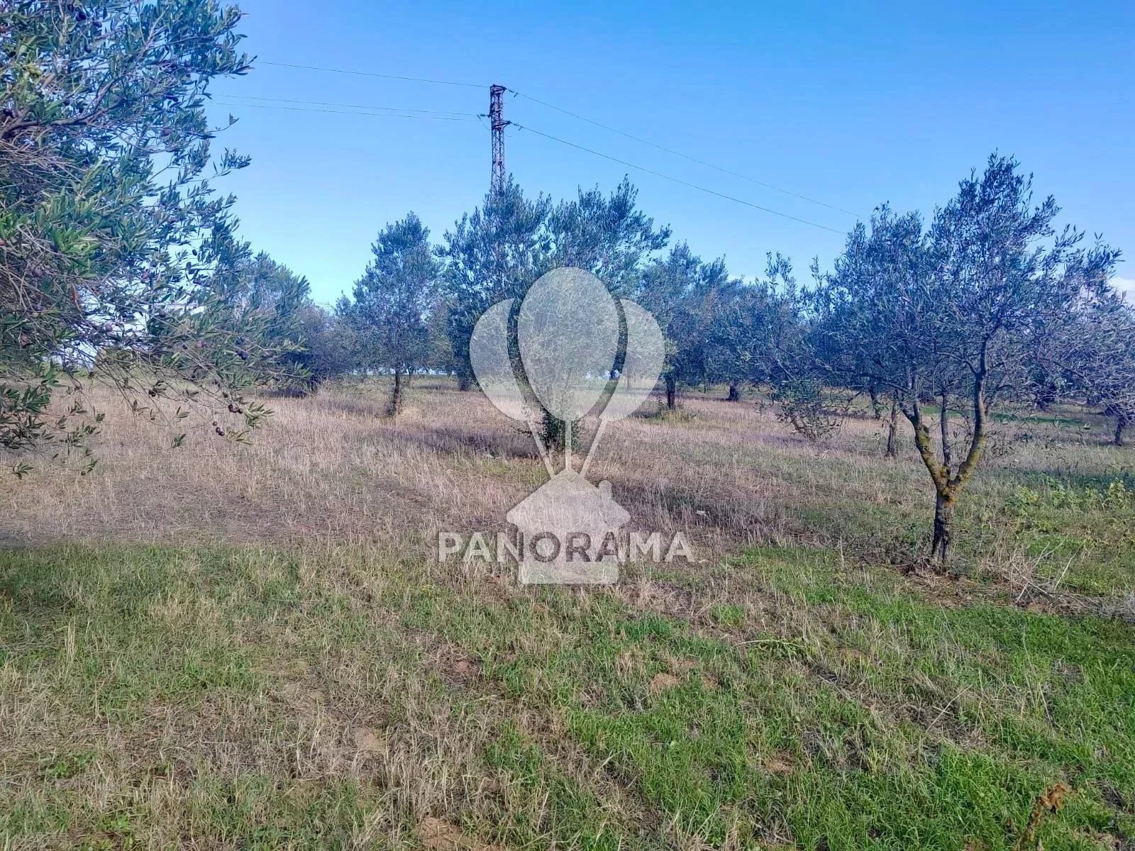 Terreno agricolo Contrada Manostalla, Balestrate - foto 3