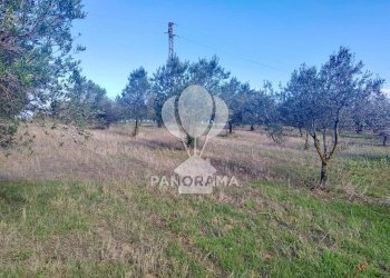 Terreno agricolo Contrada Manostalla, Balestrate - foto 3