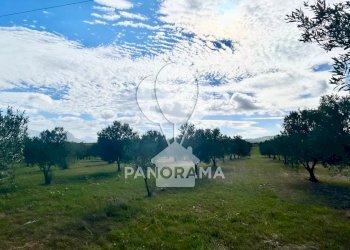 Terreno agricolo Contrada Manostalla, Balestrate - foto 5