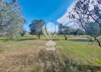 Terreno agricolo Contrada Manostalla, Balestrate - foto 7