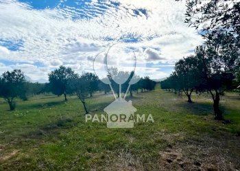 Terreno agricolo Contrada Manostalla, Balestrate - foto 9