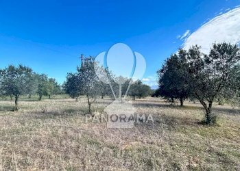 Terreno agricolo Contrada Manostalla, Balestrate - foto 12