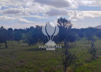 Terreno agricolo Contrada Manostalla, Balestrate - foto 14