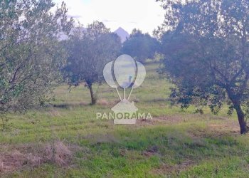 Terreno agricolo Contrada Manostalla, Balestrate - foto 16