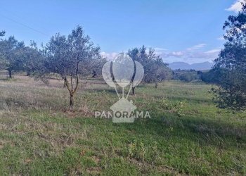 Terreno agricolo Contrada Manostalla, Balestrate - foto 17