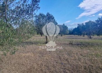 Terreno agricolo Contrada Manostalla, Balestrate - foto 18