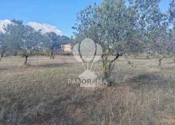 Terreno agricolo Contrada Manostalla, Balestrate - foto 19