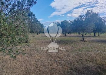 Terreno agricolo Contrada Manostalla, Balestrate - foto 20