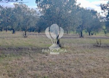 Terreno agricolo Contrada Manostalla, Balestrate - foto 22