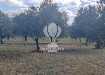 Terreno agricolo Contrada Manostalla, Balestrate - foto 23