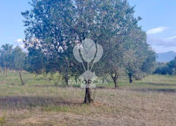 Terreno agricolo Contrada Manostalla, Balestrate - foto 24