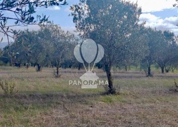 Terreno agricolo Contrada Manostalla, Balestrate - foto 25