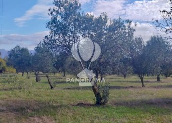 Terreno agricolo Contrada Manostalla, Balestrate - foto 28