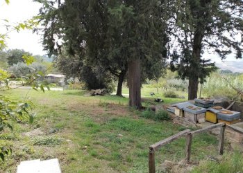 Terreno - Rustico Località Poggente, Orvieto - foto 6