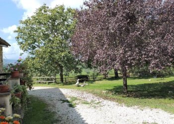 Giardino - Rustico Località Poggente, Orvieto - foto 34