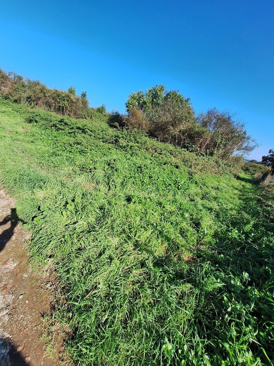 20241030_134644.jpg - Terreno agricolo Via Monte delle Rose, Morlupo - foto 3