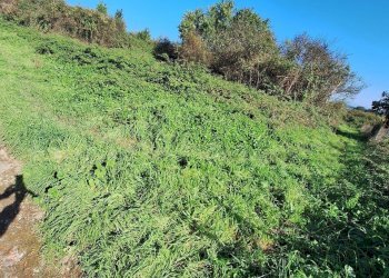 20241030_134644.jpg - Terreno agricolo Via Monte delle Rose, Morlupo - foto 3