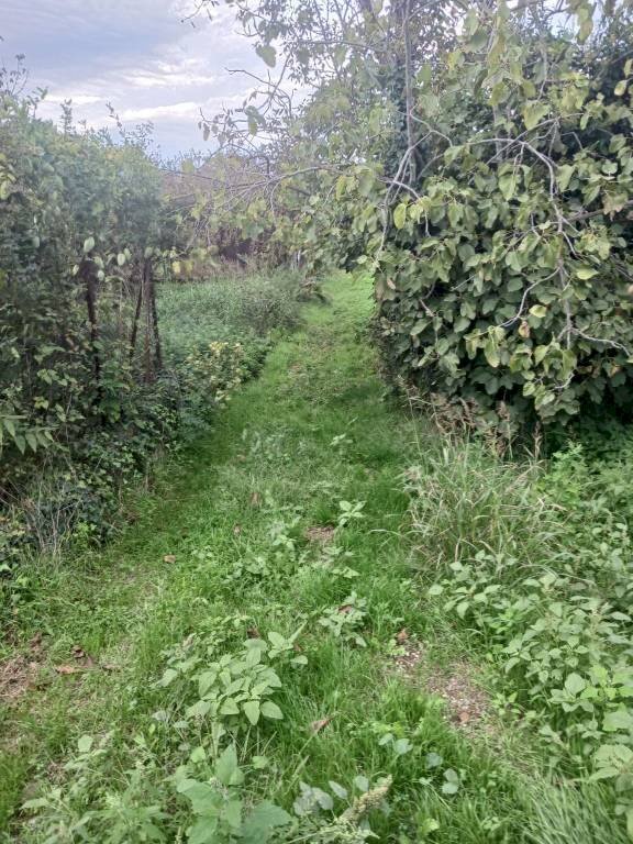 Terreno agricolo via Nocelleto, Mercato San Severino - foto 2