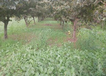 Terreno agricolo via Nocelleto, Mercato San Severino - foto 1