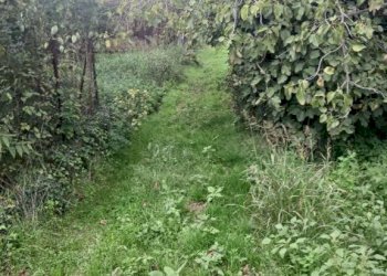 Terreno agricolo via Nocelleto, Mercato San Severino - foto 2