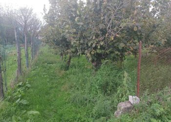 Terreno agricolo via Nocelleto, Mercato San Severino - foto 4