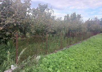 Terreno agricolo via Nocelleto, Mercato San Severino - foto 6