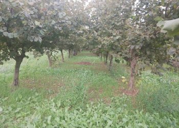 Terreno agricolo via Nocelleto, Mercato San Severino - foto 7