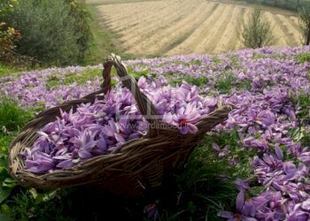 Villa Unifamiliare via colombara florio, Pozzolengo - foto 28