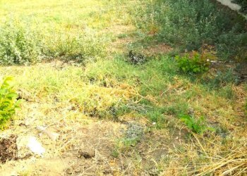 Terreno edificabile Scandiano - foto 4