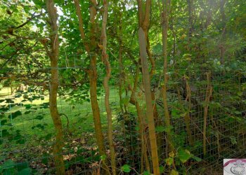 Rif 1617  (67).jpg - Appartamento Via Roma 49c, Sassello - foto 23