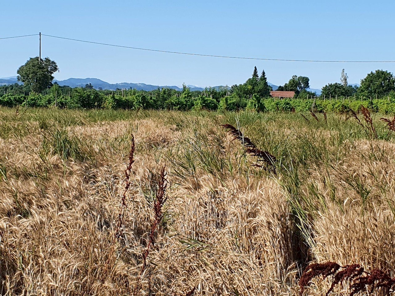 Agricultural land Albinea - photo 2