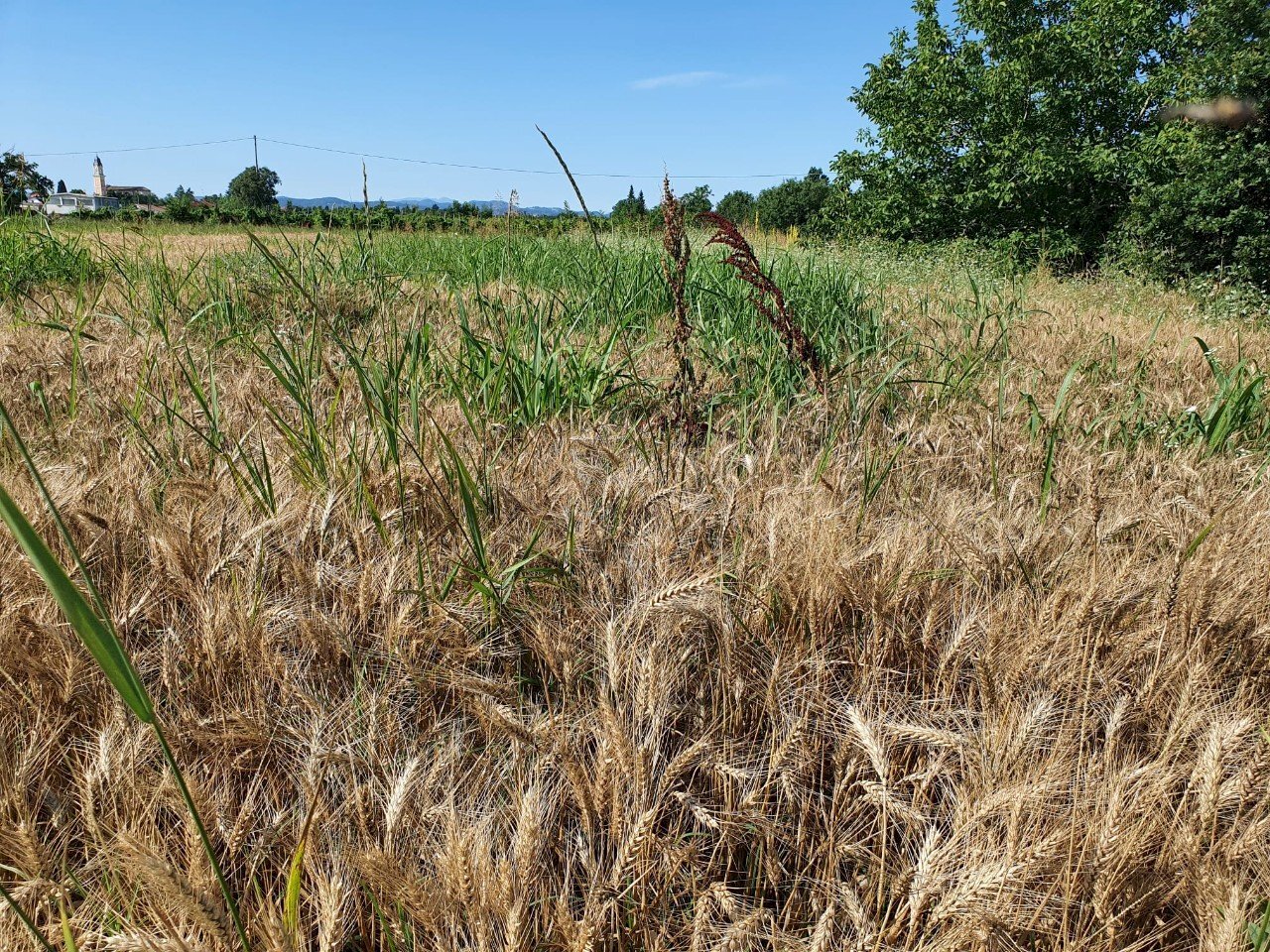 Agricultural land Albinea - photo 3