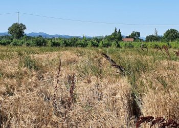 Terreno agricolo Albinea - foto 2