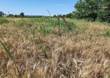 Terreno agricolo Albinea - foto 3