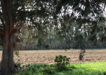 Laboratorio Via Nucleo Centro Uno, Arborea - foto 19