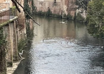 Trilocale Mantova - foto 23